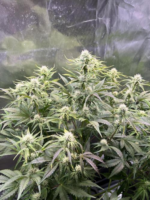Apple Fritter Auto - Royal Queen Seeds. Week 8
