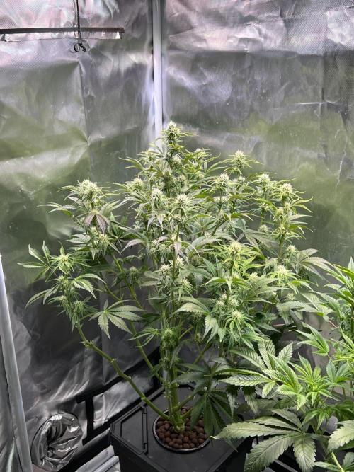 Apple Fritter Auto - Royal Queen Seeds. Week 8