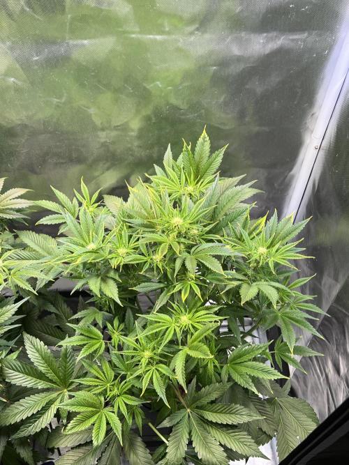 Apple Fritter Auto - Royal Queen Seeds. Week 8