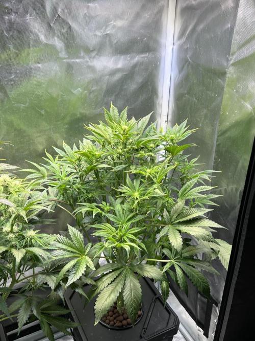 Apple Fritter Auto - Royal Queen Seeds. Week 8