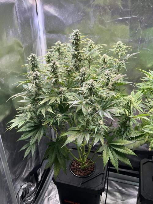 Apple Fritter Auto - Royal Queen Seeds. Week 9