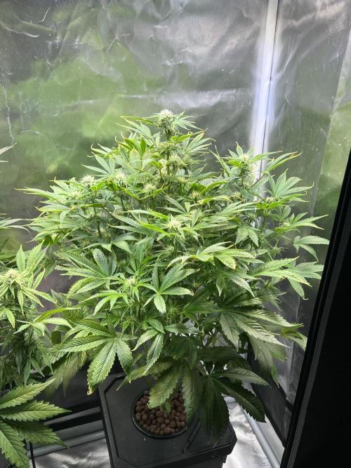 Apple Fritter Auto - Royal Queen Seeds. Week 9