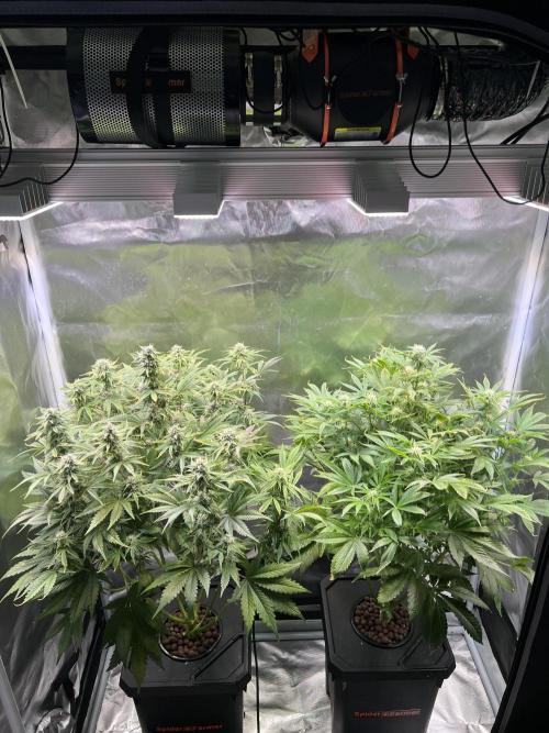 Apple Fritter Auto - Royal Queen Seeds. Week 9