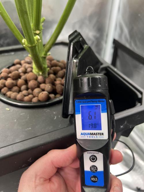 Apple Fritter Auto - Royal Queen Seeds. Week 9