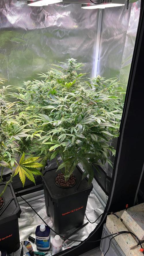 Apple Fritter Auto - Royal Queen Seeds. Week 10