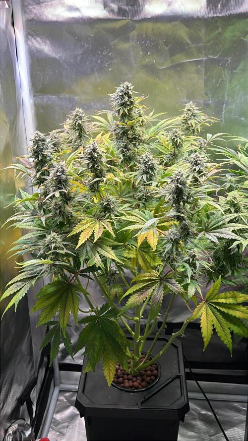Apple Fritter Auto - Royal Queen Seeds. Week 10