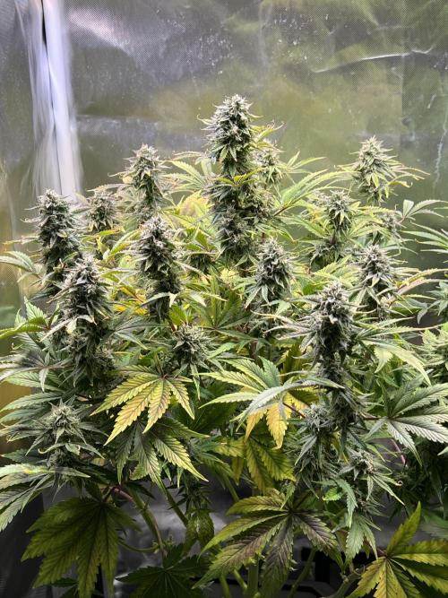 Apple Fritter Auto - Royal Queen Seeds. Week 10