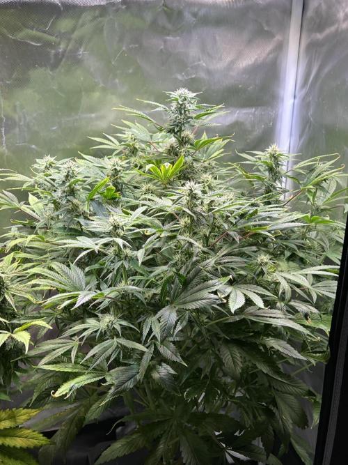 Apple Fritter Auto - Royal Queen Seeds. Week 10