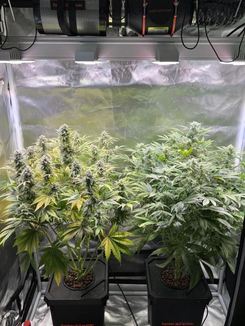 Apple Fritter Auto - Royal Queen Seeds. Week 10