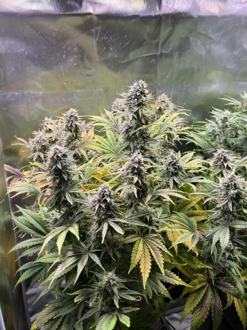 Apple Fritter Auto - Royal Queen Seeds. Week 10