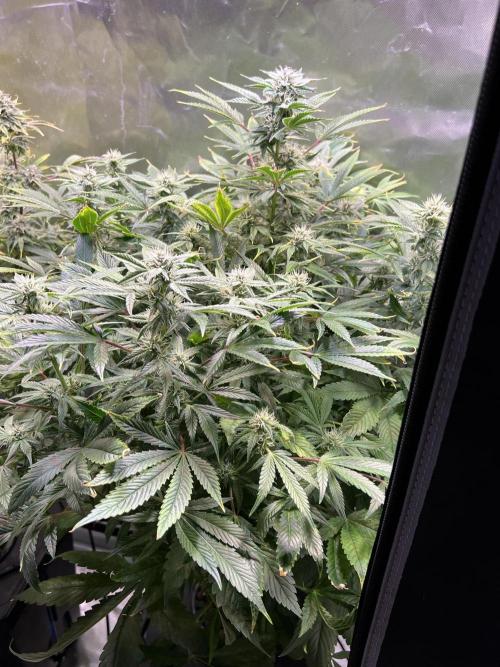 Apple Fritter Auto - Royal Queen Seeds. Week 10