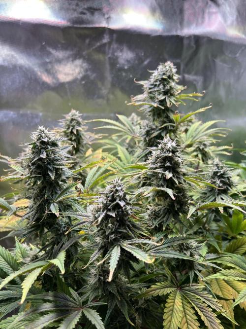 Apple Fritter Auto - Royal Queen Seeds. Week 10