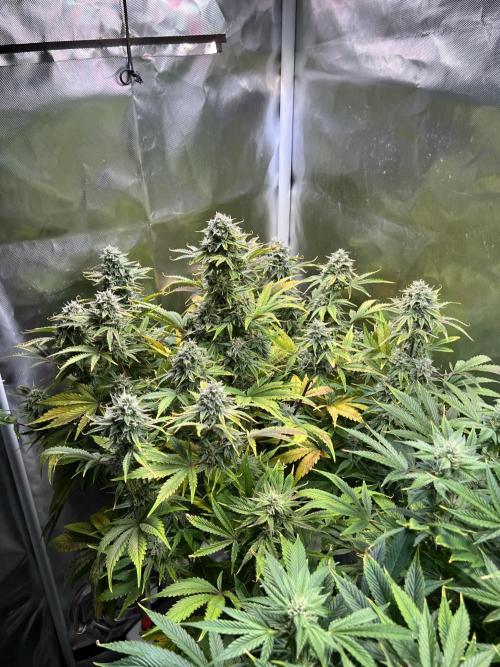 Apple Fritter Auto - Royal Queen Seeds. Week 10