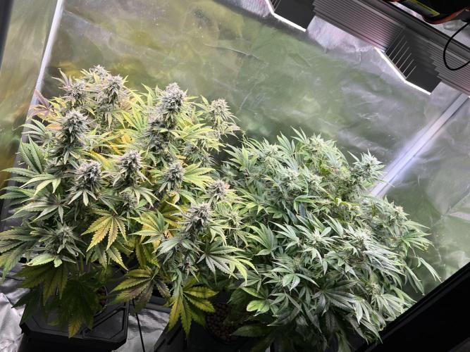 Apple Fritter Auto - Royal Queen Seeds. Week 10