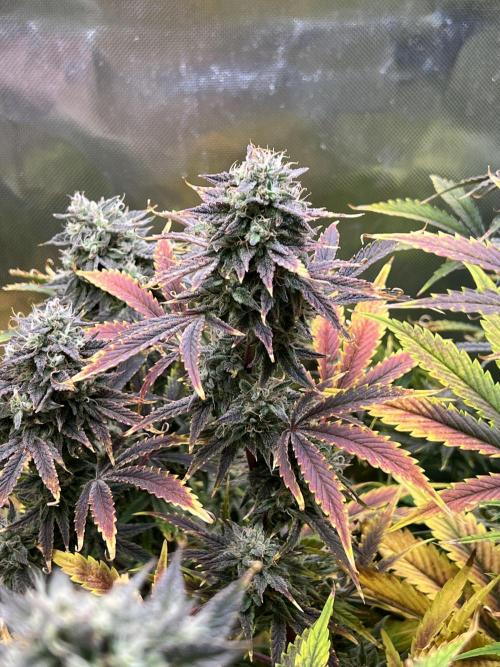 Apple Fritter Auto - Royal Queen Seeds. Week 11