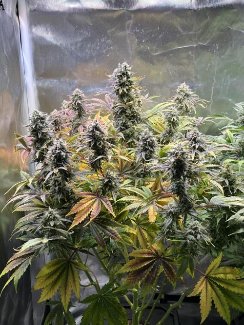 Apple Fritter Auto - Royal Queen Seeds. Week 11
