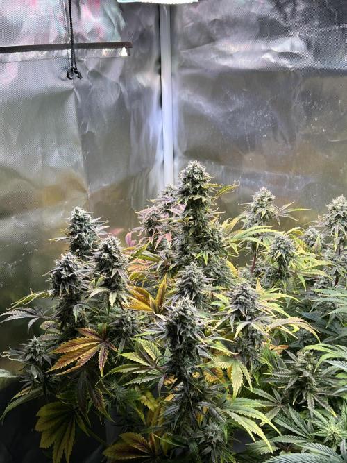 Apple Fritter Auto - Royal Queen Seeds. Week 11