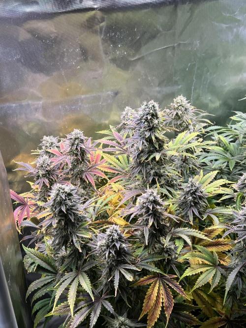 Apple Fritter Auto - Royal Queen Seeds. Week 11