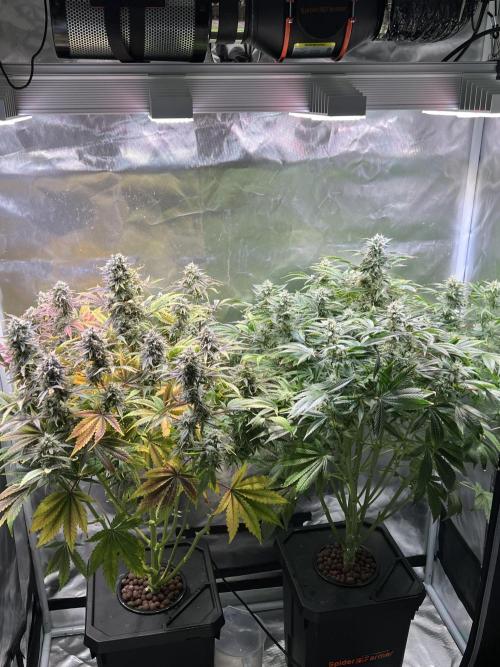 Apple Fritter Auto - Royal Queen Seeds. Week 11