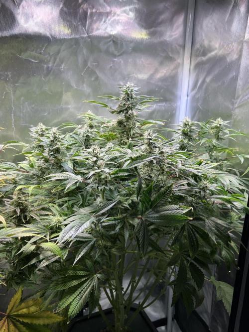 Apple Fritter Auto - Royal Queen Seeds. Week 11