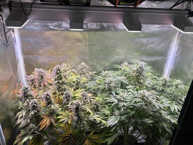 Apple Fritter Auto - Royal Queen Seeds. Week 11