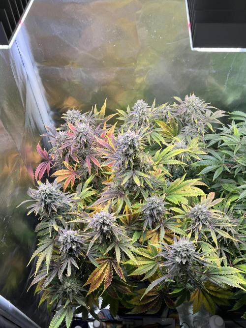 Apple Fritter Auto - Royal Queen Seeds. Week 11