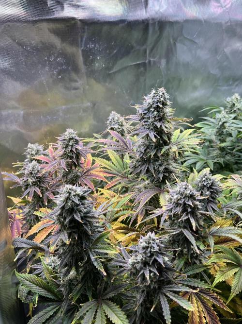 Apple Fritter Auto - Royal Queen Seeds. Week 11