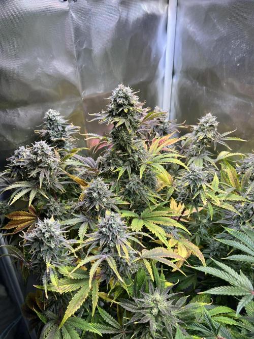 Apple Fritter Auto - Royal Queen Seeds. Week 11