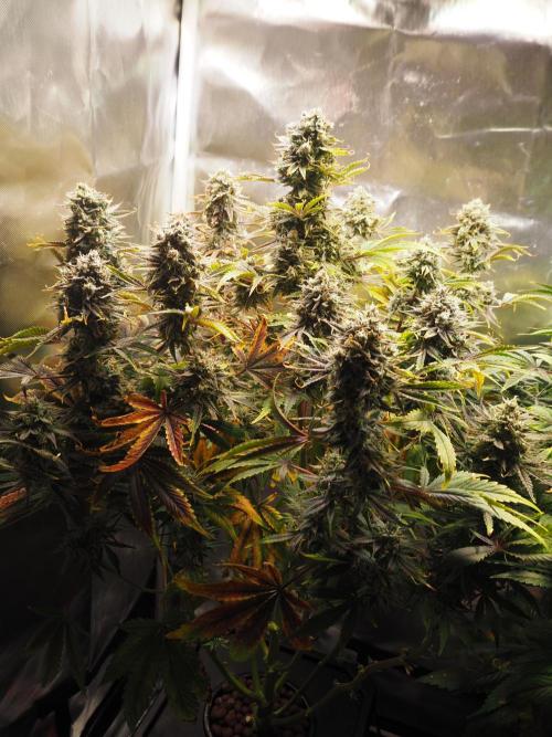 Apple Fritter Auto - Royal Queen Seeds. Week 12