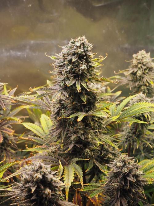 Apple Fritter Auto - Royal Queen Seeds. Week 12