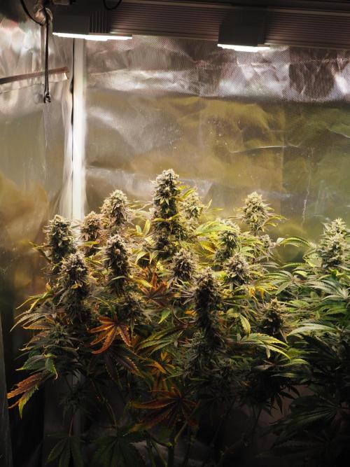 Apple Fritter Auto - Royal Queen Seeds. Week 12