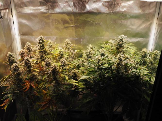 Apple Fritter Auto - Royal Queen Seeds. Week 12