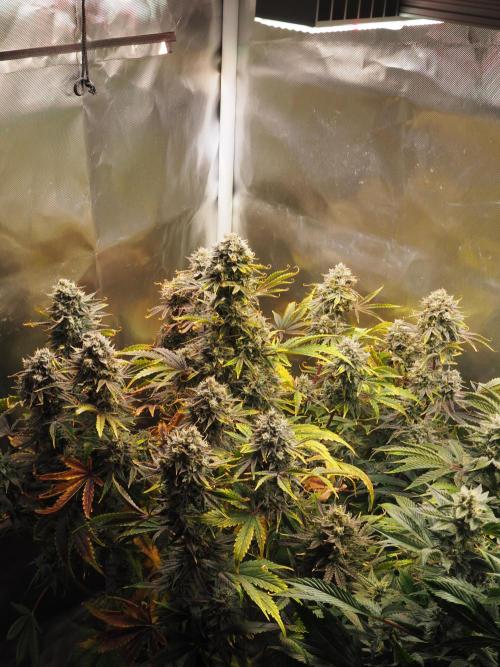 Apple Fritter Auto - Royal Queen Seeds. Week 12