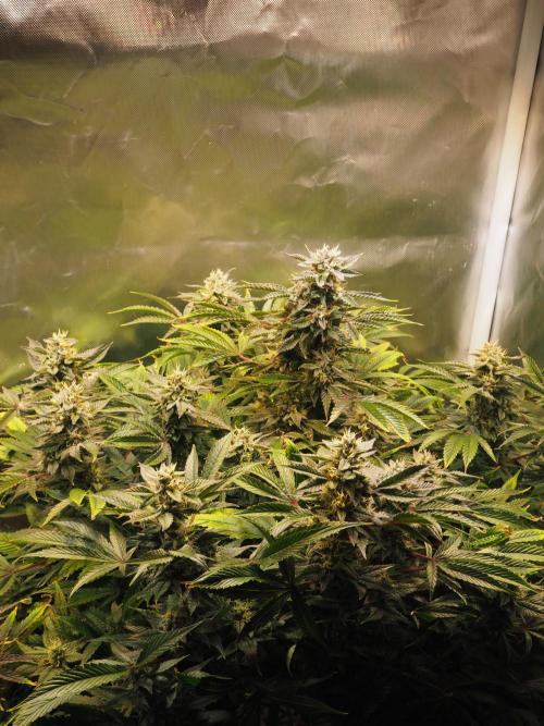 Apple Fritter Auto - Royal Queen Seeds. Week 12