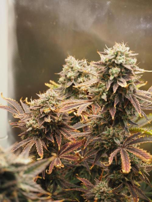 Apple Fritter Auto - Royal Queen Seeds. Week 12