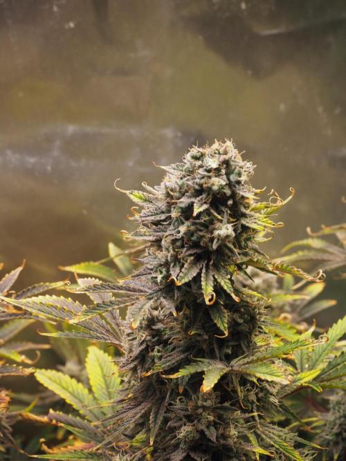 Apple Fritter Auto - Royal Queen Seeds. Week 12