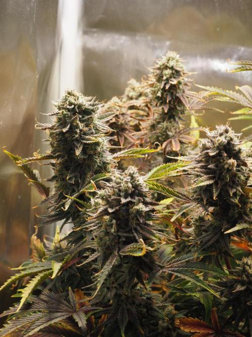 Apple Fritter Auto - Royal Queen Seeds. Week 12