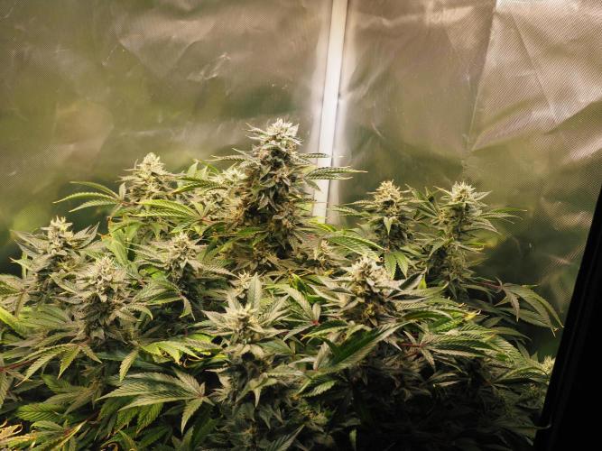 Apple Fritter Auto - Royal Queen Seeds. Week 12