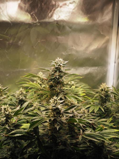 Apple Fritter Auto - Royal Queen Seeds. Week 12