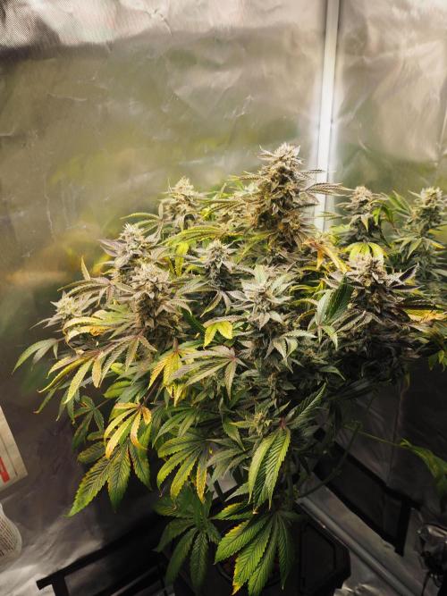Apple Fritter Auto - Royal Queen Seeds. Week 13