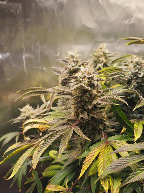 Apple Fritter Auto - Royal Queen Seeds. Week 13