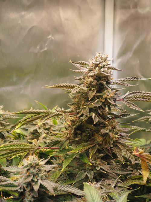 Apple Fritter Auto - Royal Queen Seeds. Week 13