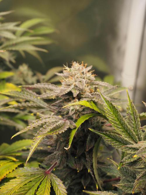 Apple Fritter Auto - Royal Queen Seeds. Week 13