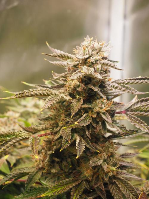 Apple Fritter Auto - Royal Queen Seeds. Week 13