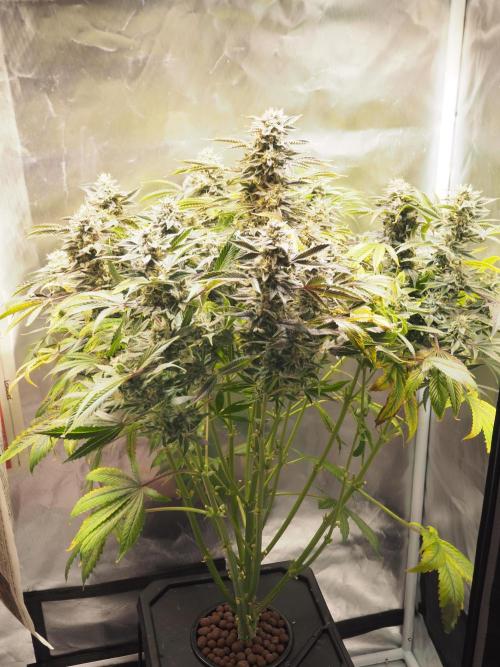 Apple Fritter Auto - Royal Queen Seeds. Week 13