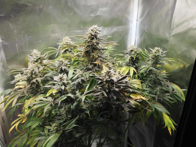 Apple Fritter Auto - Royal Queen Seeds. Week 13