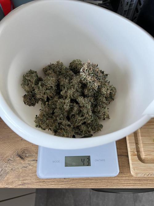 Apple Fritter Auto - Royal Queen Seeds. Week 14