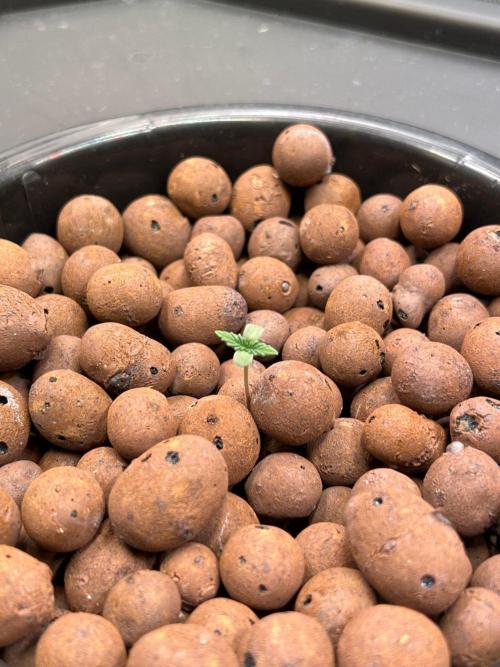 Tropical Fruit Cake - Paradise Seeds. Week 0