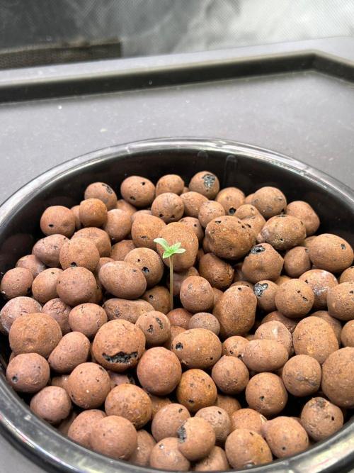 Tropical Fruit Cake - Paradise Seeds. Week 0