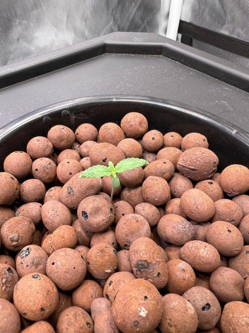 Tropical Fruit Cake - Paradise Seeds. Week 1